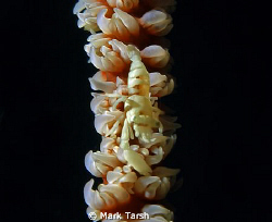Coral Whip Shrimp. Shot on an Olympus SP350 on 29th Decem... by Mark Tarsh 